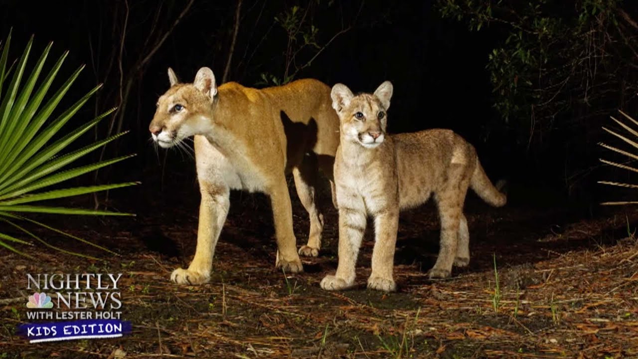 The Florida Panther: One Of North America&rsquo;s Most Endangered Species