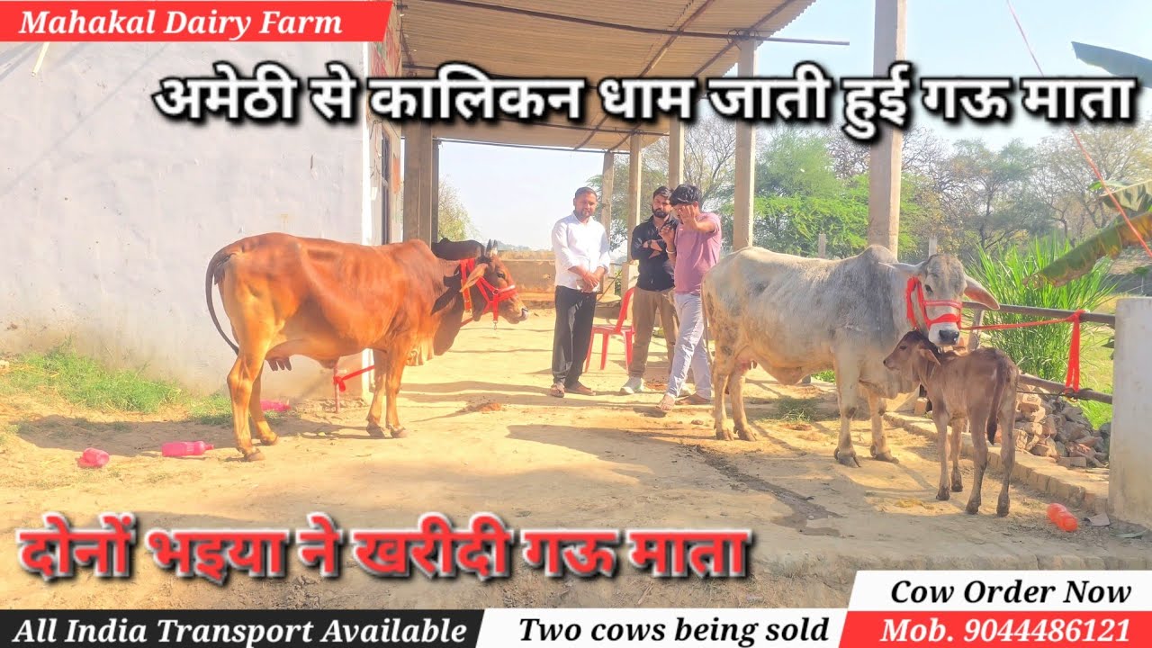 महाकाल डेयरी फॉर्म से दो गऊ माता बिक कर जाती हुई 💎 अमेठी से कालिकन धाम 🔥#cow #dairy #farming #sale 