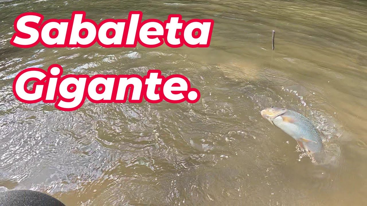EL QUESO,EL AGUACATE Y LA PESCA DE SABALETAS.