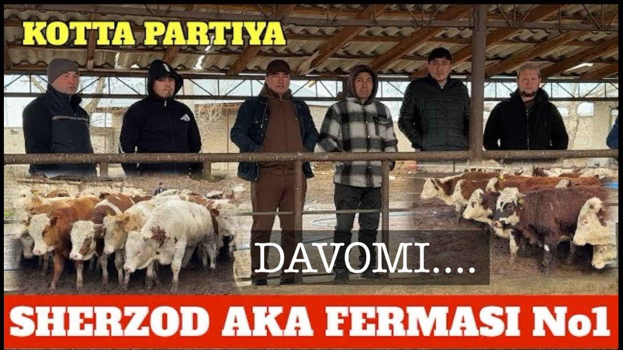 SHERZOD AKA FERMASI SAVDOLAR AVJIDA 15 mlndan BOSHLANADI SIMENTAL AVLIKOL GREFORD LIMUZING BUQALARI