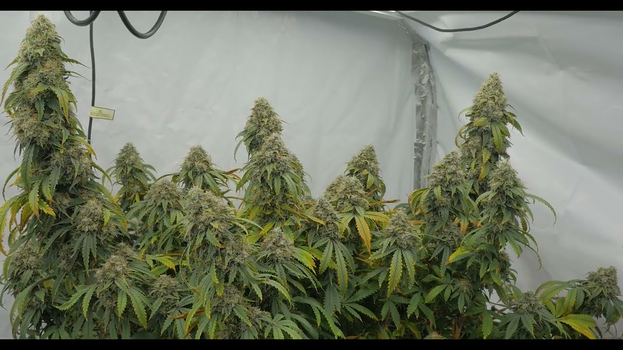 Week 11 of Flower Humboldt CSI ChemDawg Episode 12