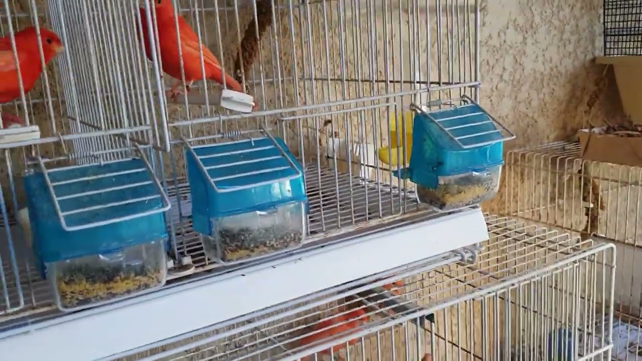 vidéo n °2 -2022 -Point sur les oiseaux et explications préparation