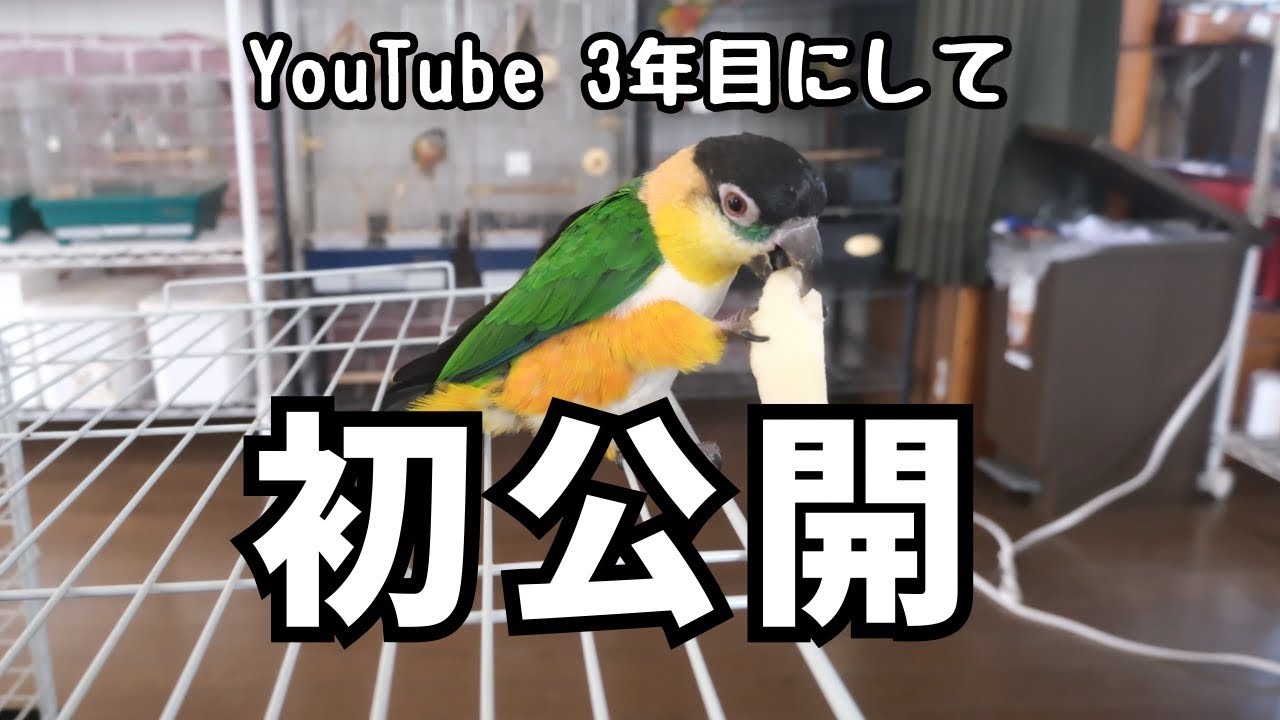 今まで動画に出さなかった子をついに紹介します【インコ・文鳥】