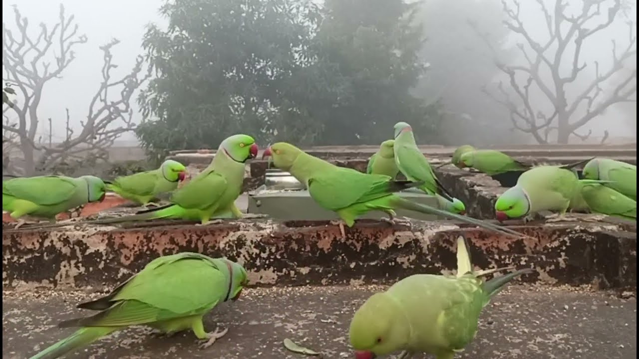 How do you parrot 🦜🦜🥰 tota funny nice cute lag rahe hain 👍❣️❣️