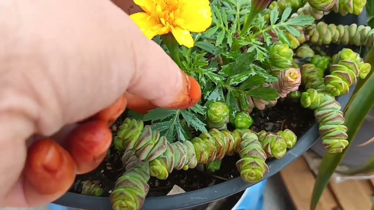 نباتاتي🪴 في✅️ عز🌹🪴🌹 البرد 