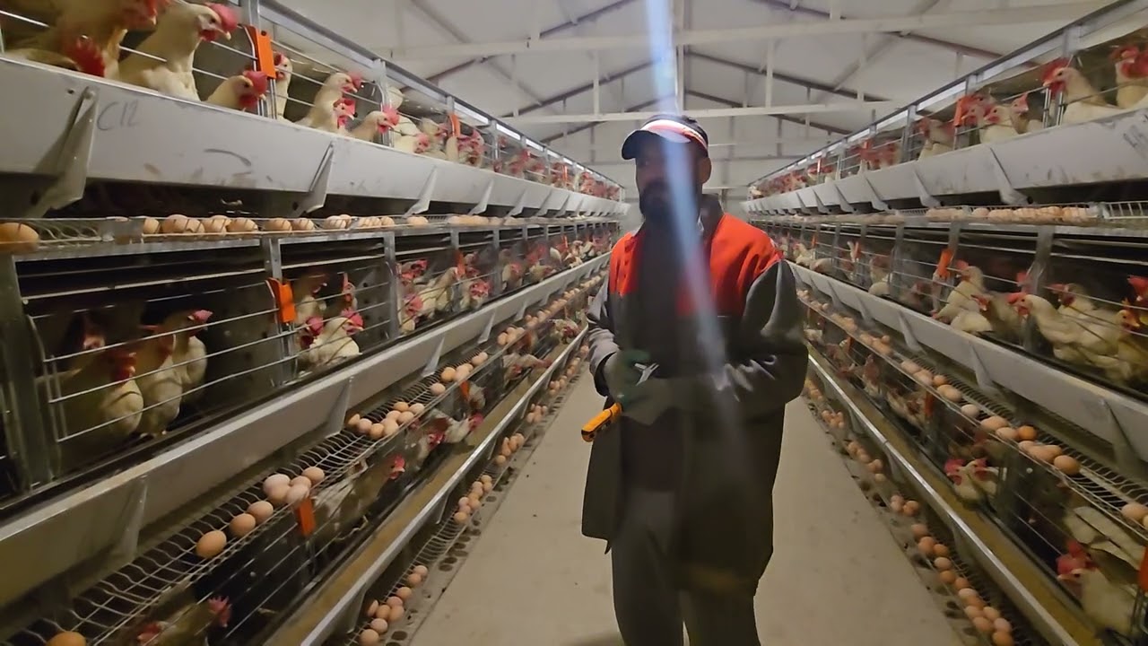 Kafes yumurta tavukculugunda nasıl para kazanılır başarının sırrı Karataş tavukçuluk Serkan Karataş