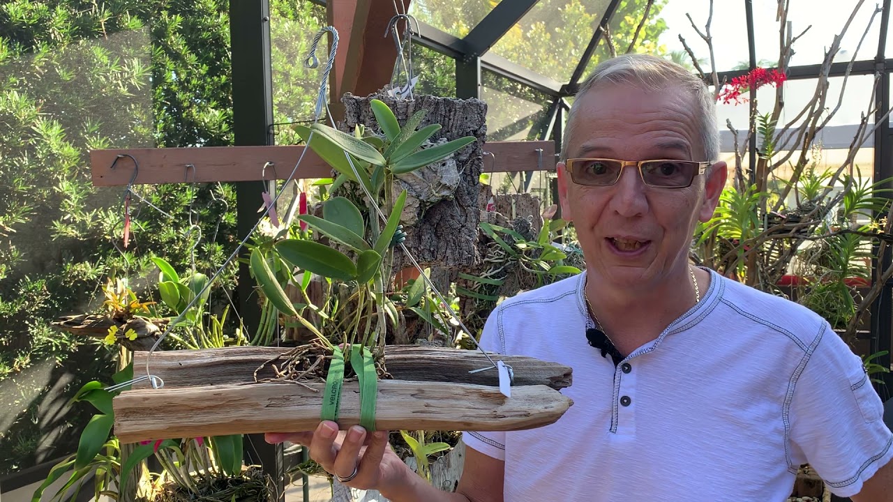 How I mount imported Bifoliate Cattleyas from South America (mainly Brazil)