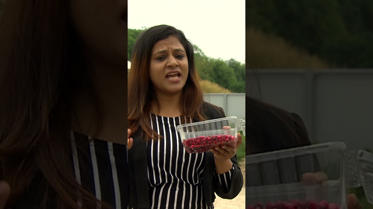 Manitoba-grown berries could be next superfood #mb #health #superfood