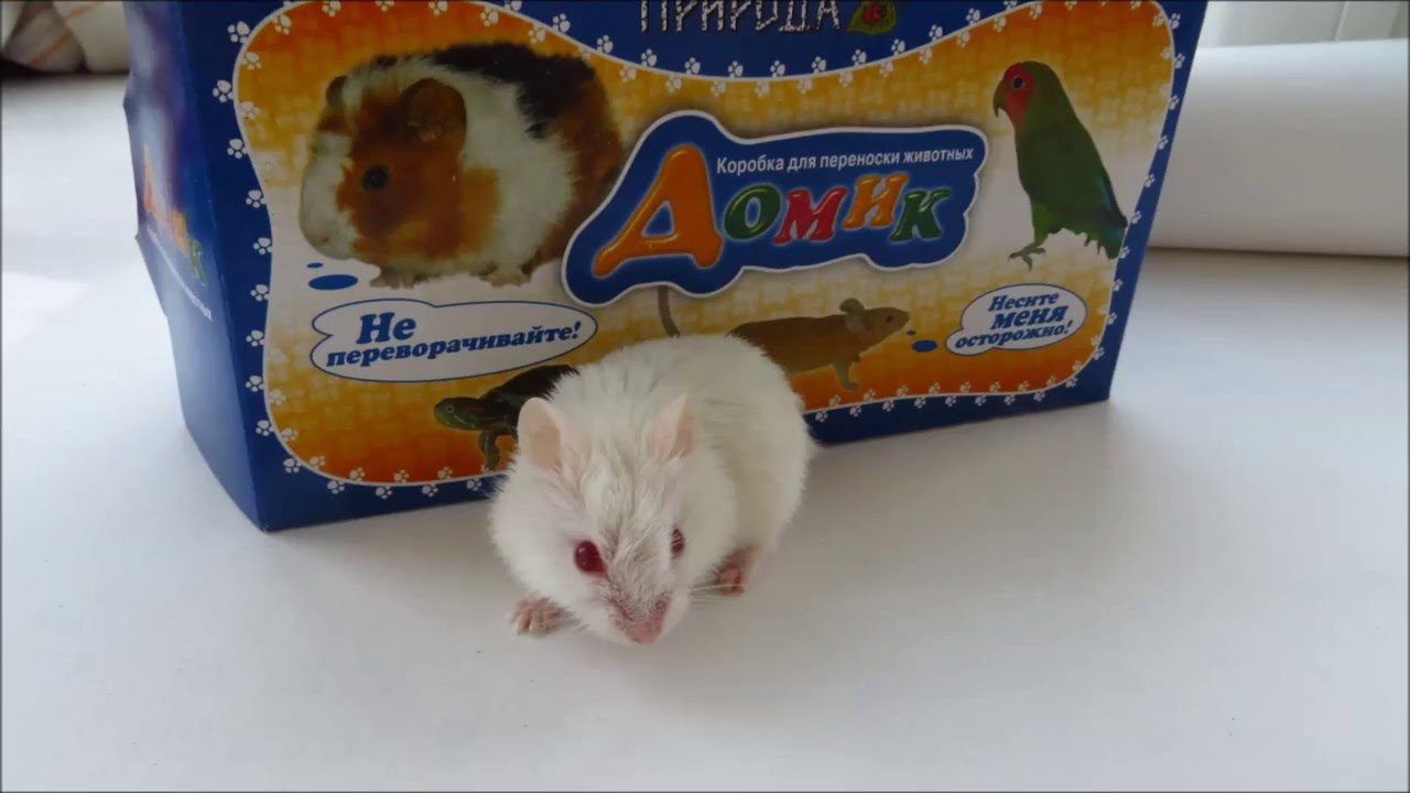 Джунгарик-альбинос  Jungar hamster: Unboxing