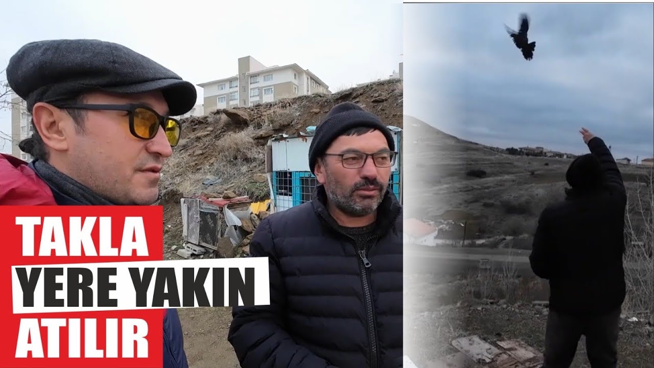 TAKLACI GÜVERCİNLER GÖSTERİ YAPTI