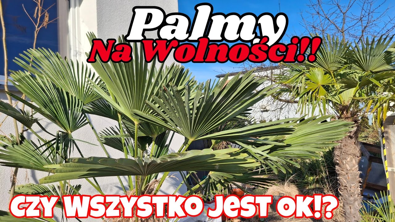 PALMY Po (w trakcie) Zimy ! Spacer Po Ogrodzie! Co Z Waszyngtonia!?