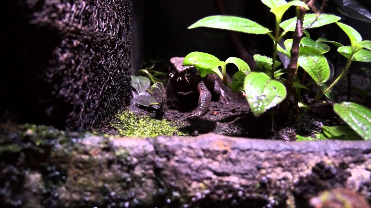 Vivarium des Senckenberg Museums für Naturkunde Görlitz (Januar 2014)