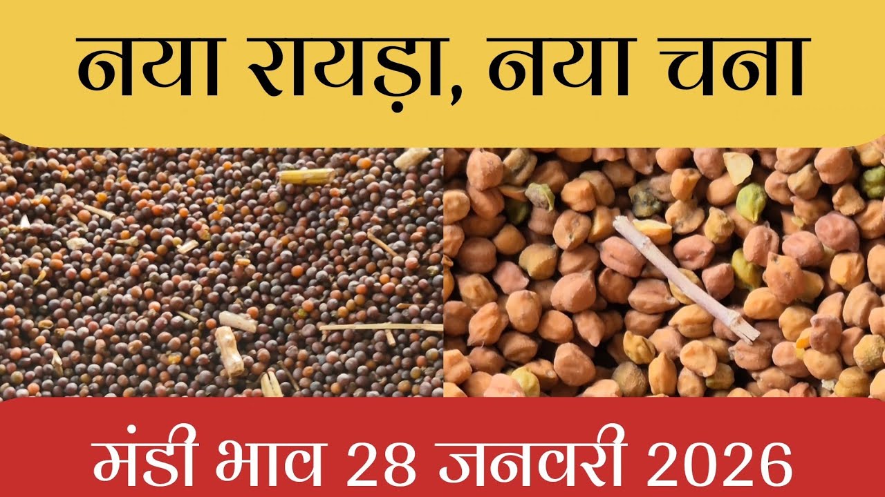 नया चना, 28/01/2026, कृषि उपज मंडी, खातेगांव, जिला-देवास, मध्यप्रदेश।