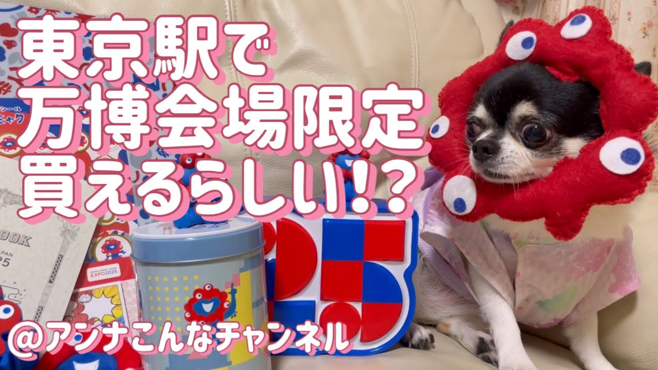 【チワワ】【ミャクミャク】大阪・関西万博閉幕翌日、東京駅まで会場限定グッズを求めて行列に並んできました！