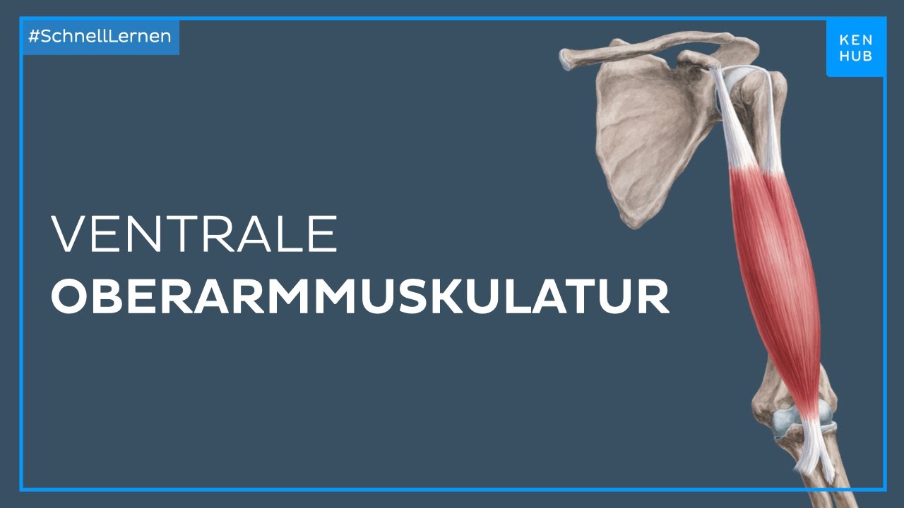 Ventrale Oberarmmuskulatur - Anatomie einfach erklärt | Kenhub