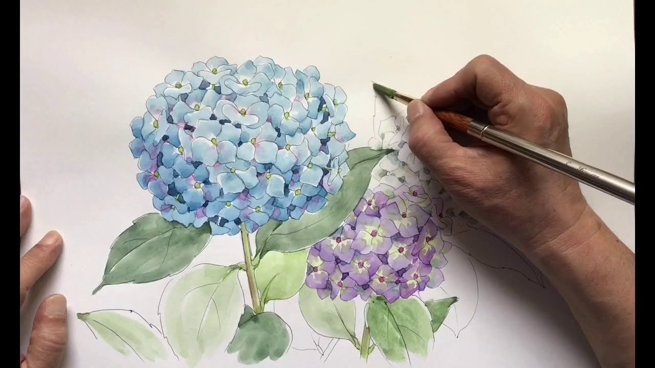 アジサイの描き方　1  (解説)