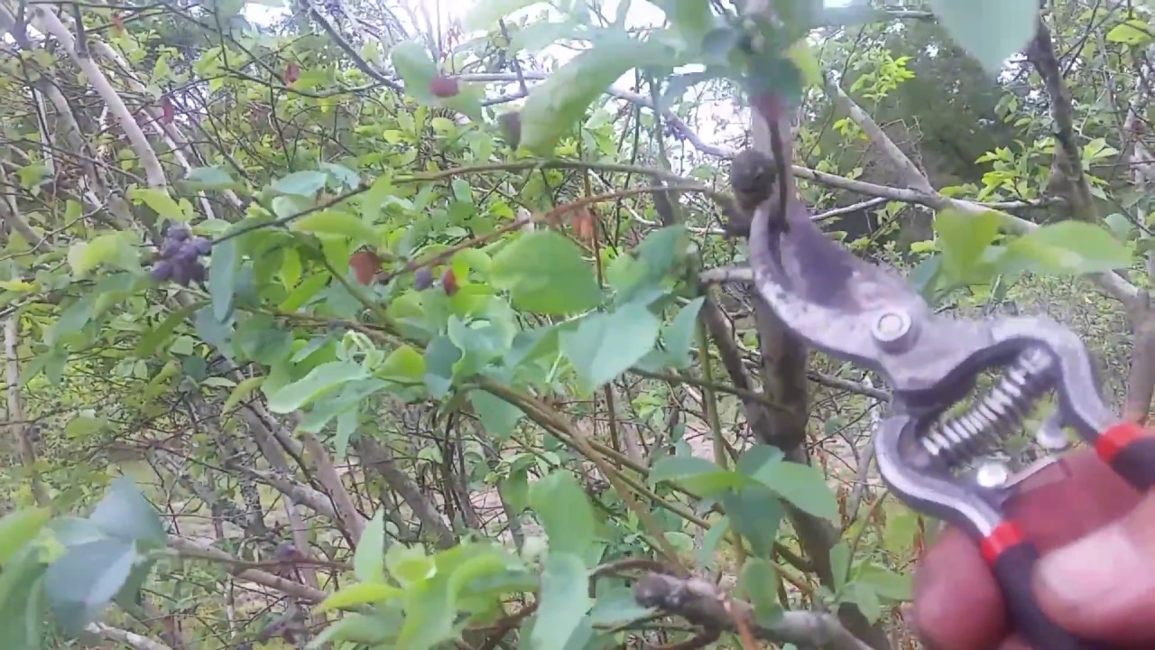 Best way to propagate blue berries from a stem.