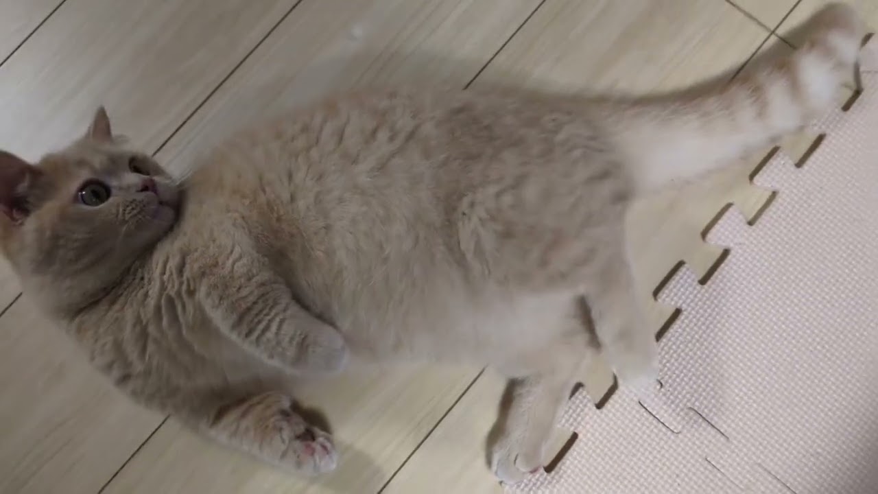 紐で遊ぶ猫。#猫#ねこ#ハチワレ#茶トラ#マンチカン#YouTube#ショート#オススメ#バズり#かわいい#可愛い#流行り#cat#ふみふみ#面白い#人気になりたい
