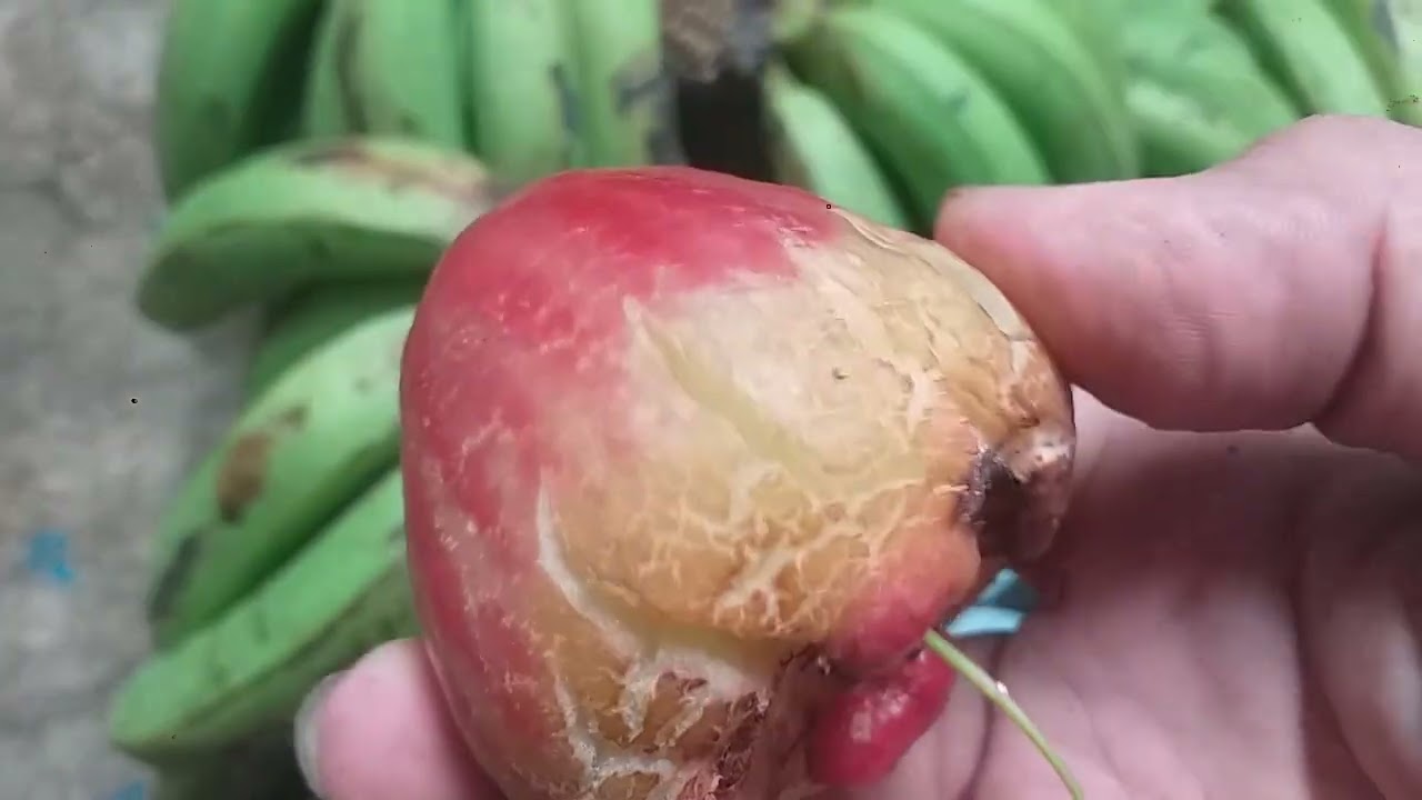 REJEKI NOMPLOK. rjekinyaCODOT. Panen Pisang Jambu MuntulNangka 