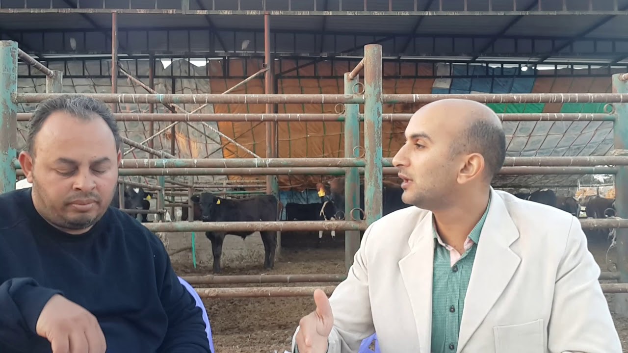 معا لتنمية  الثروة  الحيوانية  الحلقة 6 (جزء3 مع دكتور سعد فى التغذية )