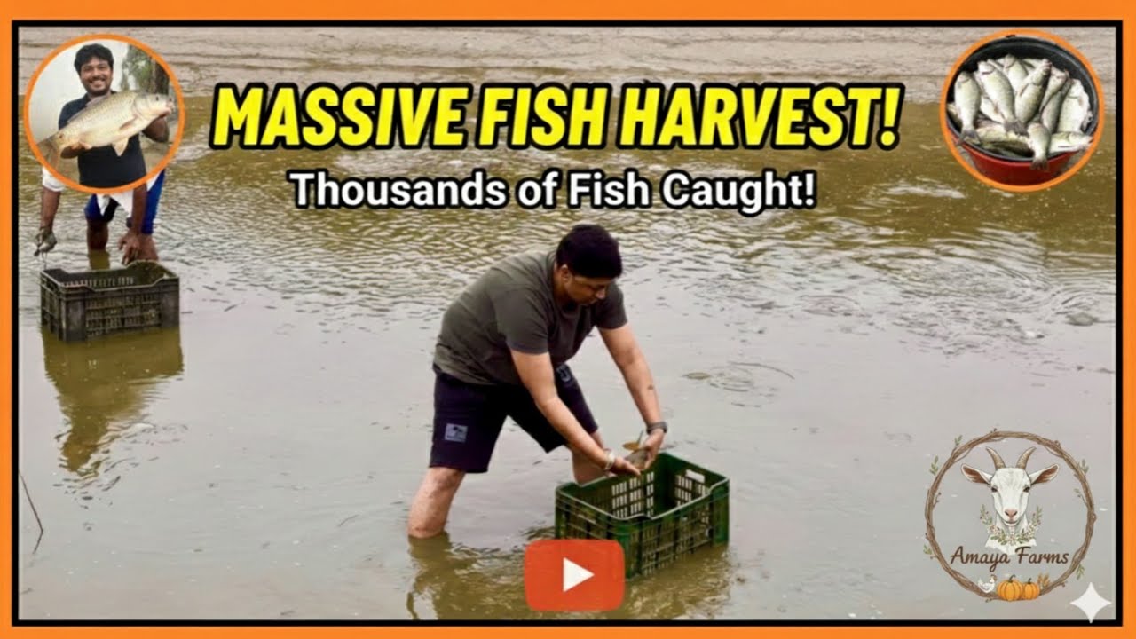 पुरा तालाब खाली कर दिया 😱॥ Unbelievable fish Harvesting 🐟🐠🐟🐠