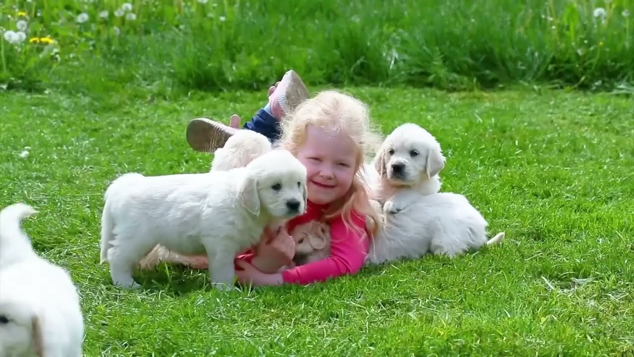 Collection of cute animal sounds: Cow, Cat, Chicken, Dog, Sheep, Cat, Horse - Cute Animal Moments