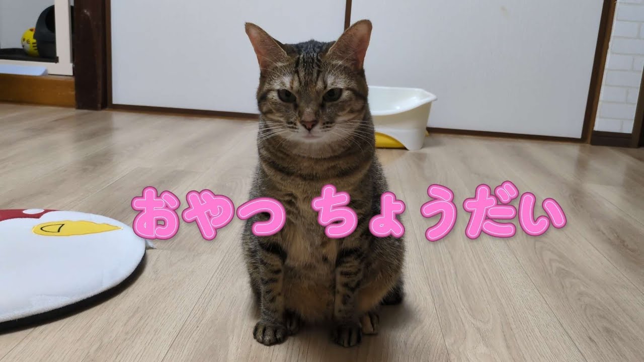 オヤツの時間になると主の視界に入って来る猫🐾#ねこ#cat