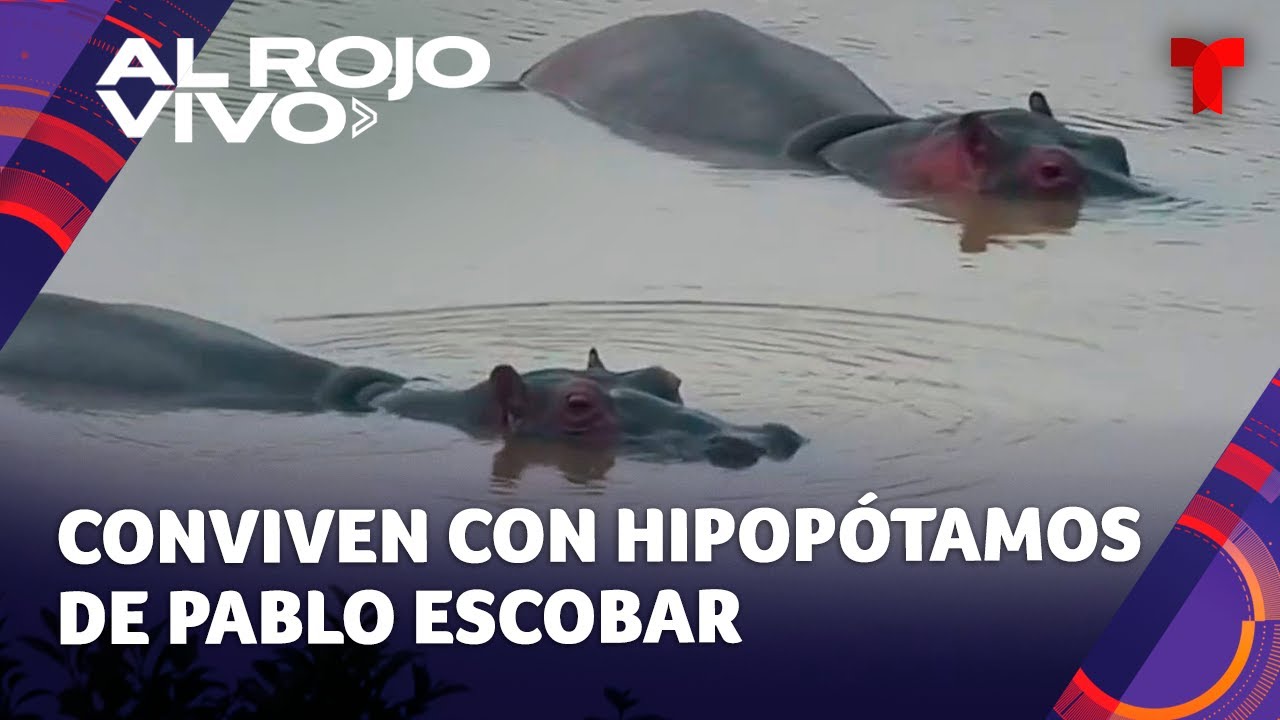 Familia convive con hipopótamos de Pablo Escobar en un apartado paraje de Colombia