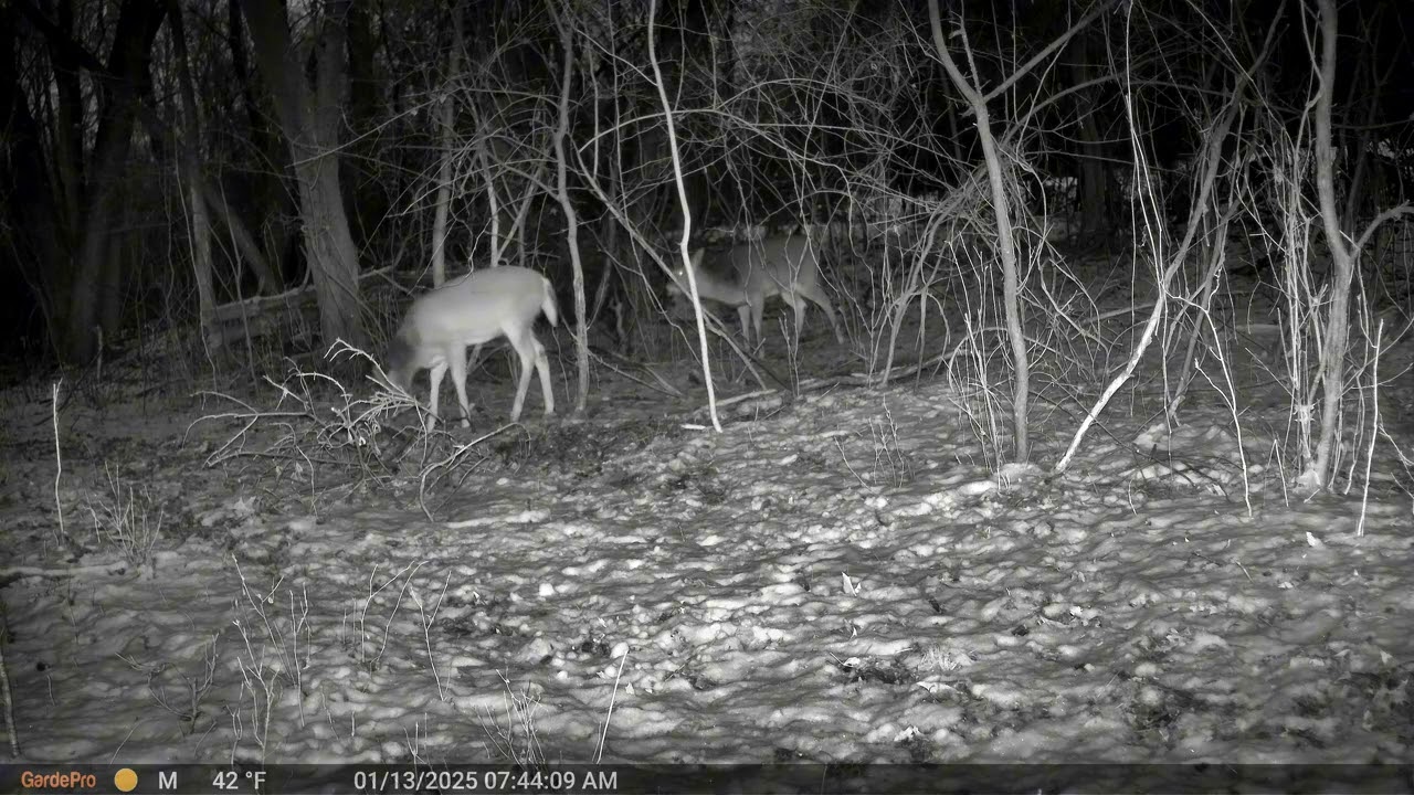Woodland friends caught on trail cam!!
