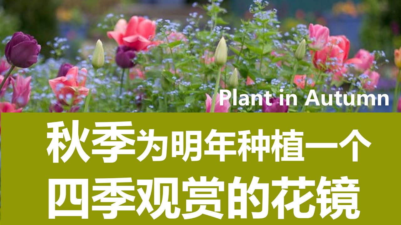 秋季花园种植，为明年准备一个花镜！