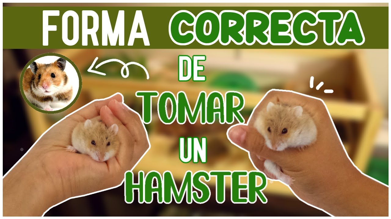 Como AGARRAR a mi HAMSTER sin que ME MUERDA