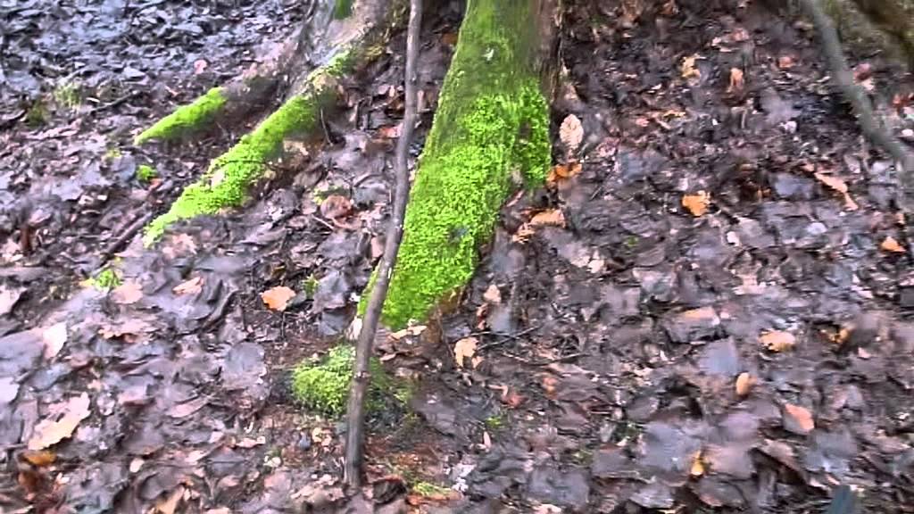 Baumwesen - #Baumr&auml;tsel  No. 1 :: Welcher Baum ist das?