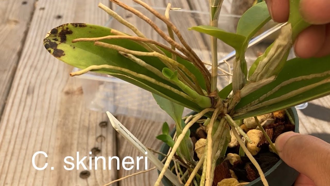 Removing and Potting Cattleya Keikis l Potting Two Dendrobiums