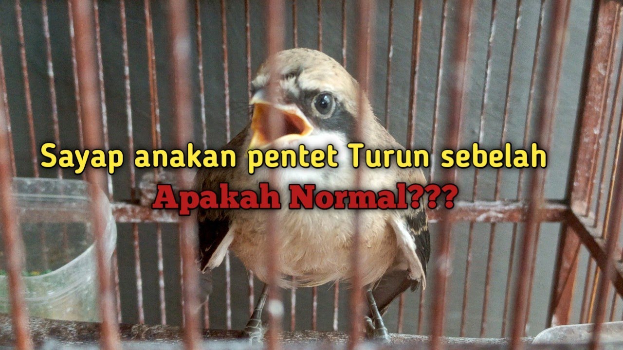 Baru seminggu pelihara anakan pentet udah begini aja. 