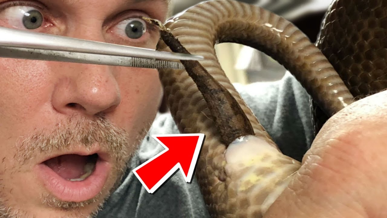 MUMMIFIED BABY REMOVED FROM SNAKE! CRAZY!! | BRIAN BARCZYK