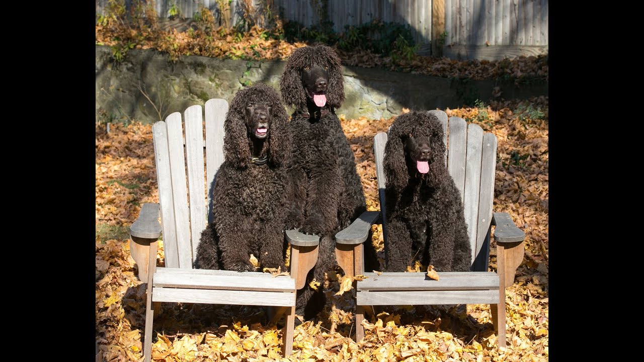 The Irish Water Spaniel Introduction