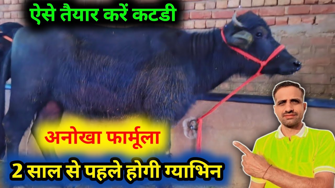 कटडी तैयार करने का गजब नुस्खा।👌Calf ko taiyar karein ka sahi tarika। #Animals#Cattle#Farming#Pilania
