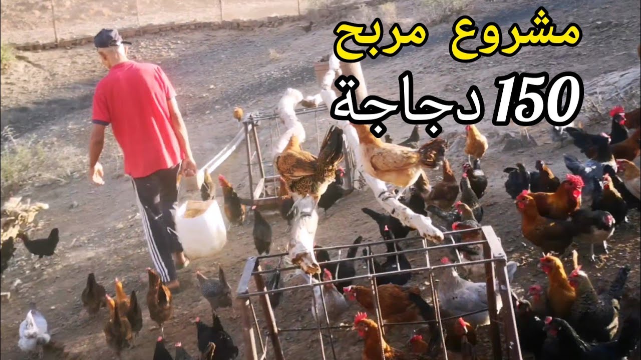مشروع تربية دجاج البلدي ناجح 150 دجاجة ربح منها كفاش تعامل معها