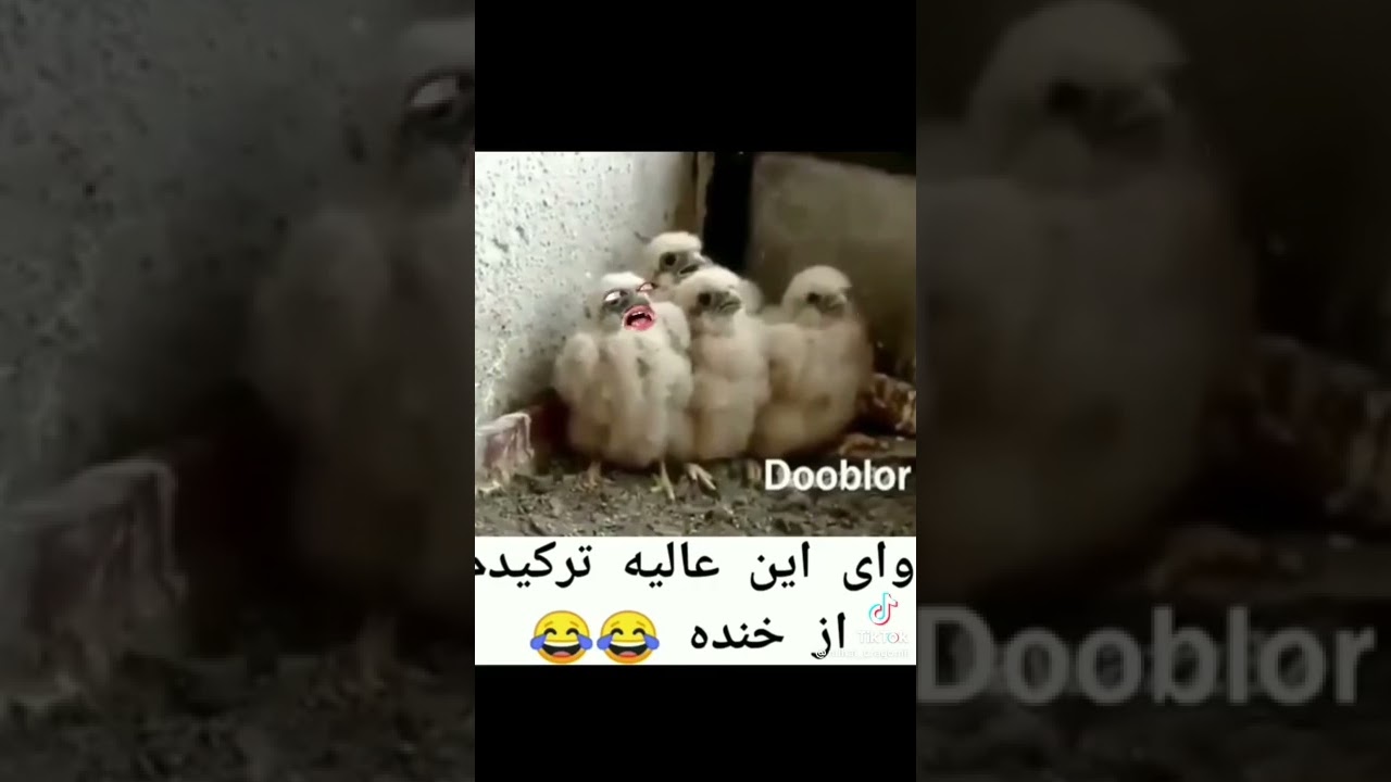 Tiktok Rom&acirc;nia
