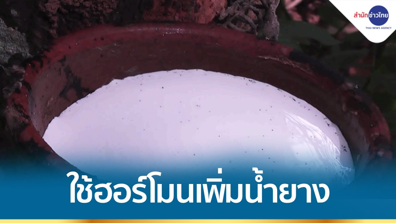 กยท.ส่งเสริมใช้ออร์โมนเอทธิลีนเพิ่มผลผลิตยางพารา