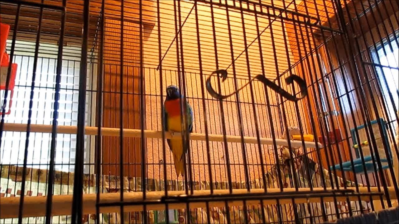Splendid, Scarlet-Chested Parakeets New to Our Flock