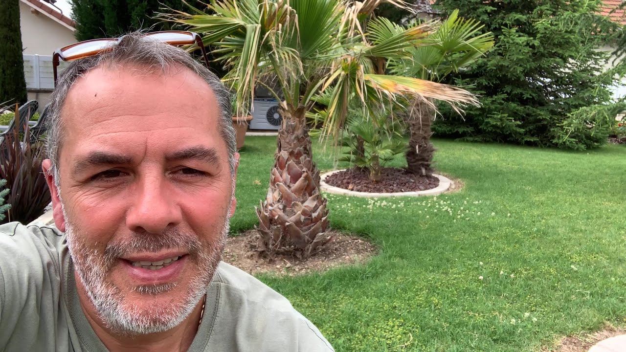 palmier washingtonia robusta