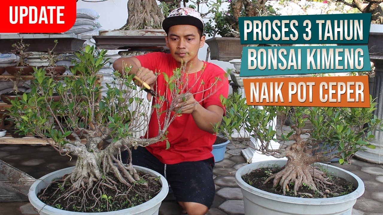 Update! Proses 3 Tahun Di Ember, Bonsai Kimeng Naik Pot Bersama Mas Andung, Ceper, Klaten
