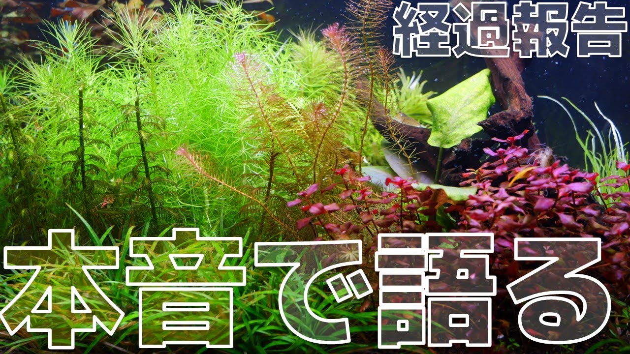 【経過報告】風邪なふぶきがお届けする、おにぎりVIVID、ソイル環境のネクストジェネレーションバイオメディアS、リベラソイルを1年半使ってみた本音。【ふぶきテトラ】
