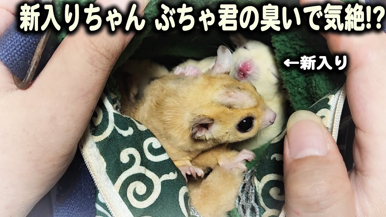 新入りモモンガちゃん先住激臭モモンガの臭いで気絶