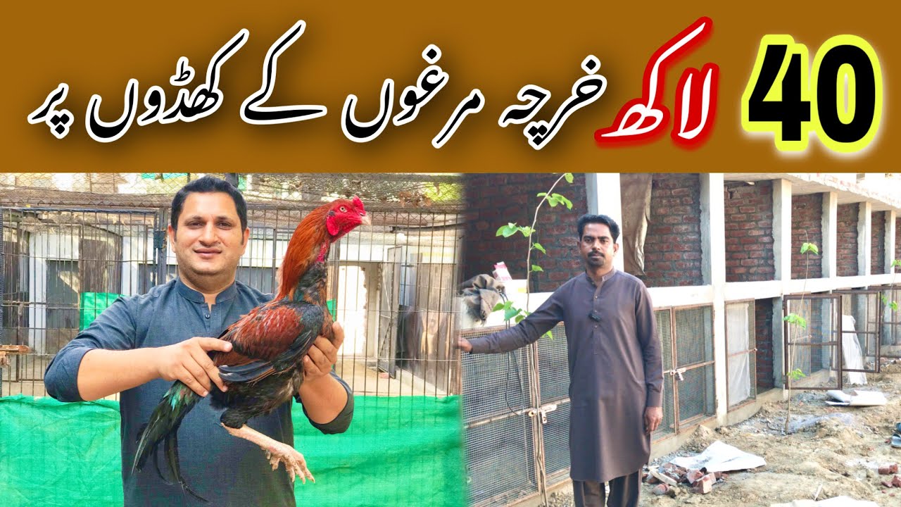 New aseel farm alhamdulillah 😊