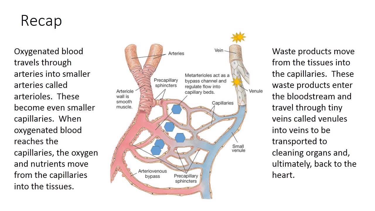 Phlebotomy Lesson 2.4 Types of Circulation