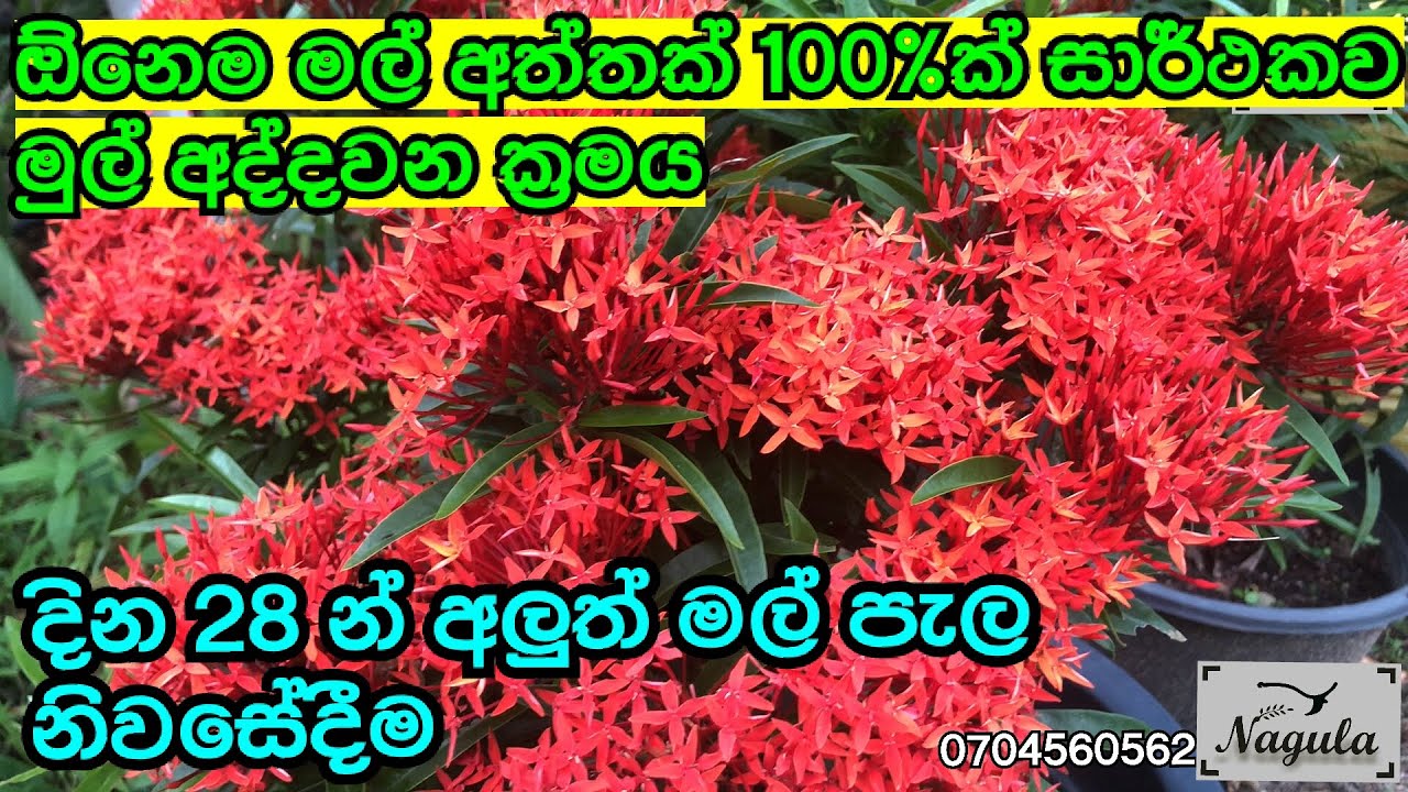 ඕනෑම මල් අත්තක් මුල් අද්දන ක්‍රමය (ඉක්සෝරා අතු පැල කිරීම)How to root cuttings