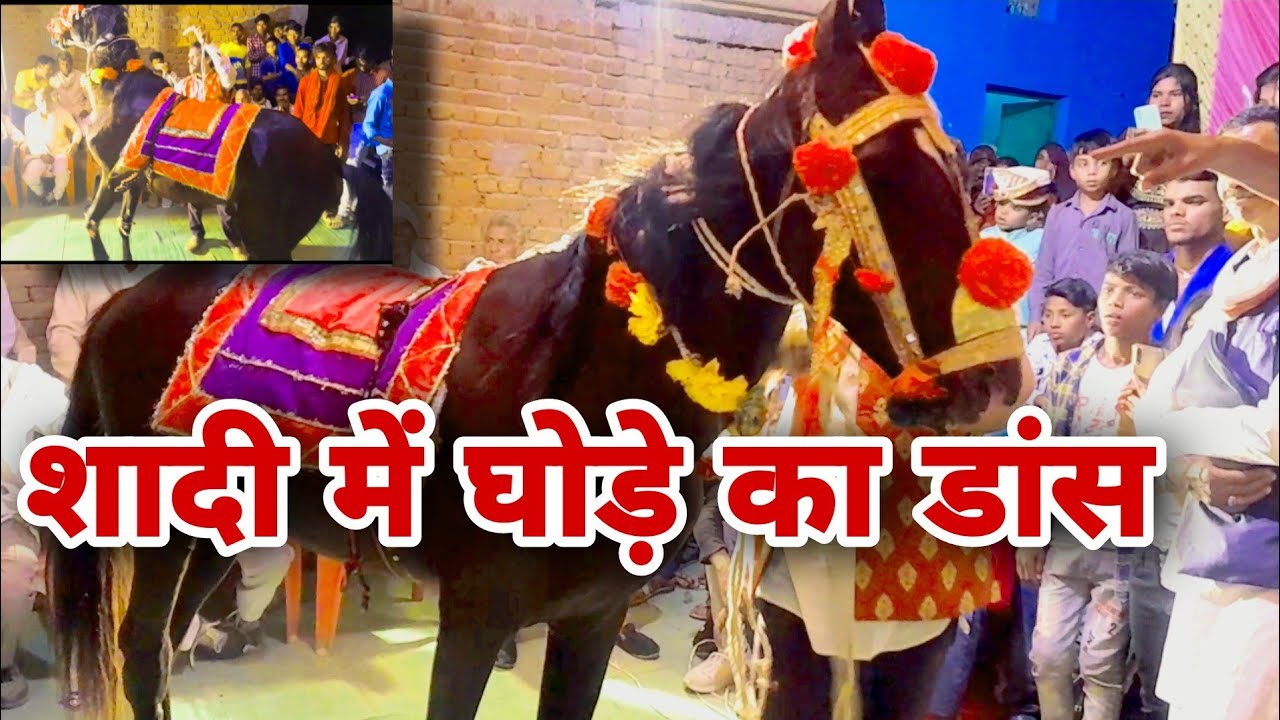 बराती घोड़ा डांस || बैंड बाजा पर #bundeli #viral_dance  #desiGhoda