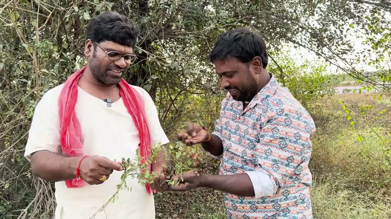 పెంటయ్య చేనుకాడ కోడలు | PENTAIAH ORIGINALS | BITHIRISATHI LATEST | @comedy @village